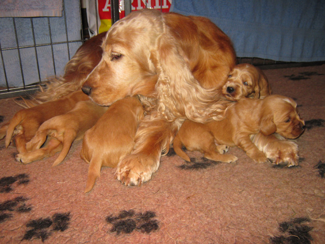 Dragongrdens Kennel